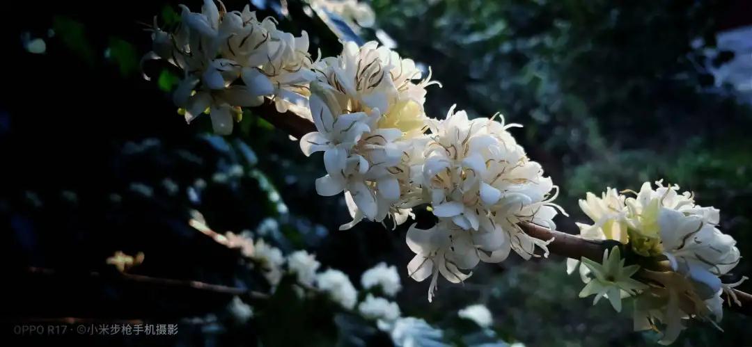 普洱特色團建:普洱小凹子咖啡莊園 普洱特色團建:普洱小凹子咖啡莊園