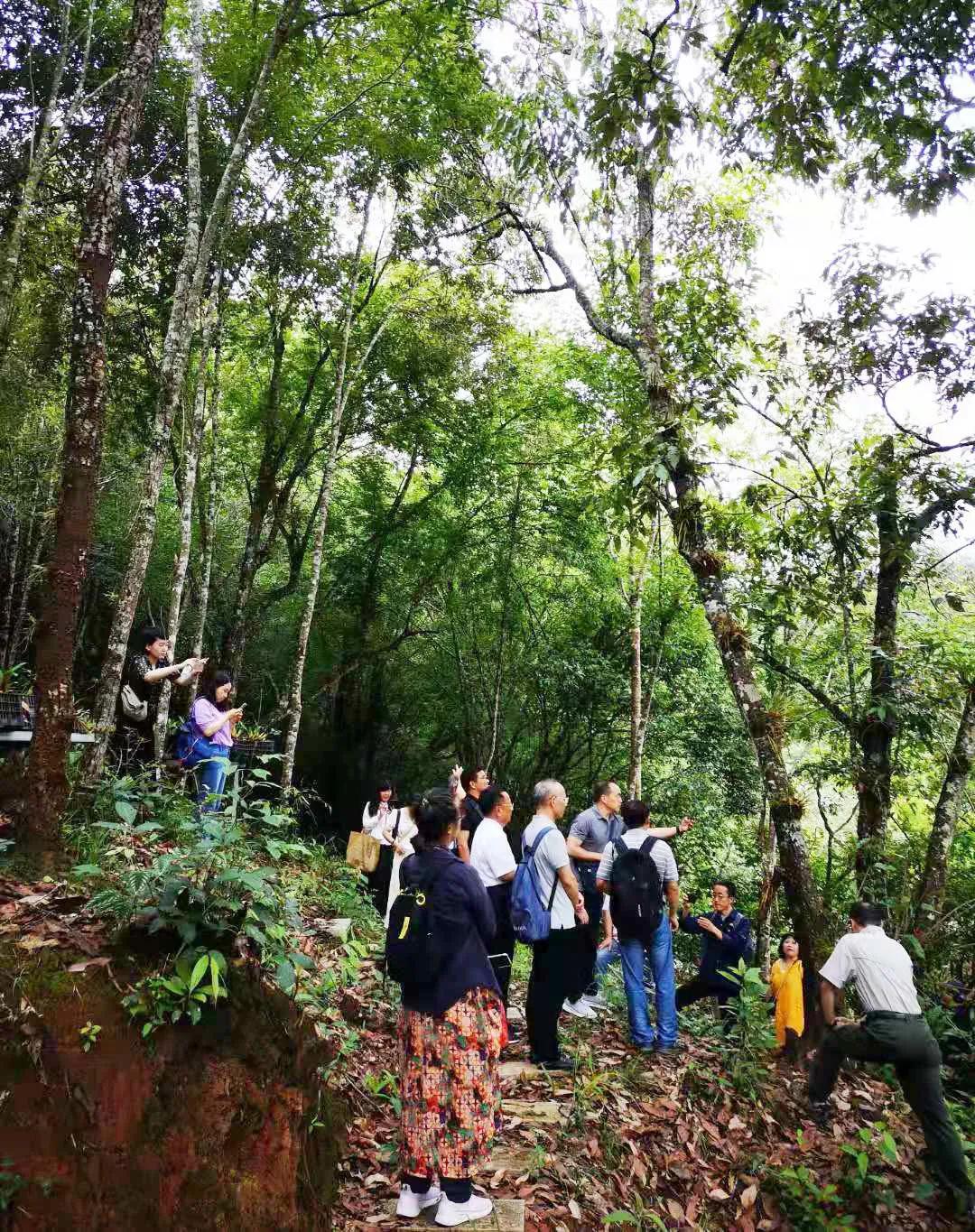 云南普洱基地萬掌山林場(chǎng) 云南普洱基地萬掌山林場(chǎng)