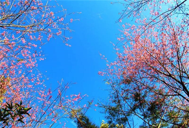 普洱旅游：普洱的櫻花正盛開，映紅了藍天，映紅了森林……